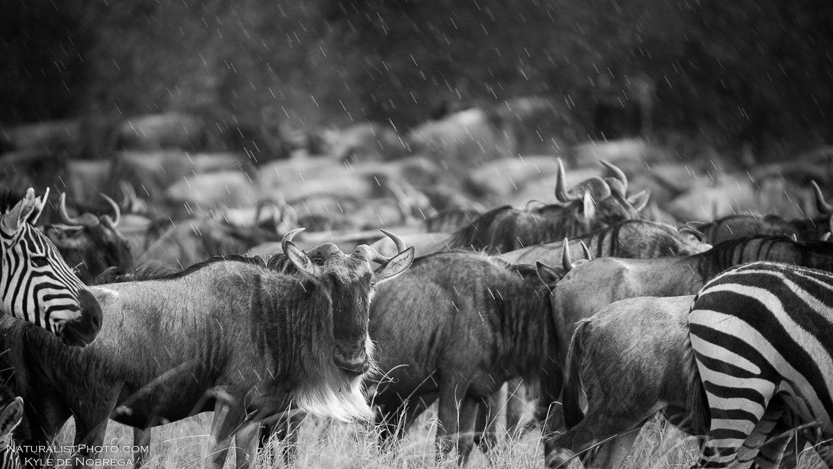 http://www.c4photosafaris.com/uploader/images/Masai_Mara.jpg