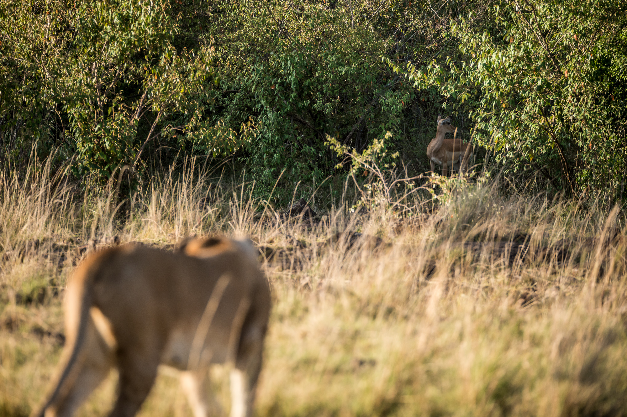 http://www.c4photosafaris.com/uploader/images/Masai_Mara_-_Kyle_de_Nobrega_(1_of_10)-2.jpg