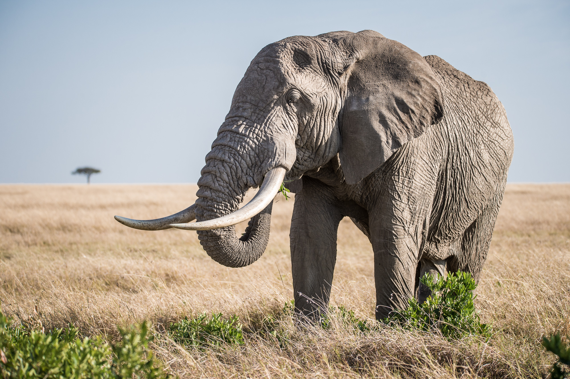 http://www.c4photosafaris.com/uploader/images/Masai_Mara_-_Kyle_de_Nobrega_(3_of_10)-2.jpg