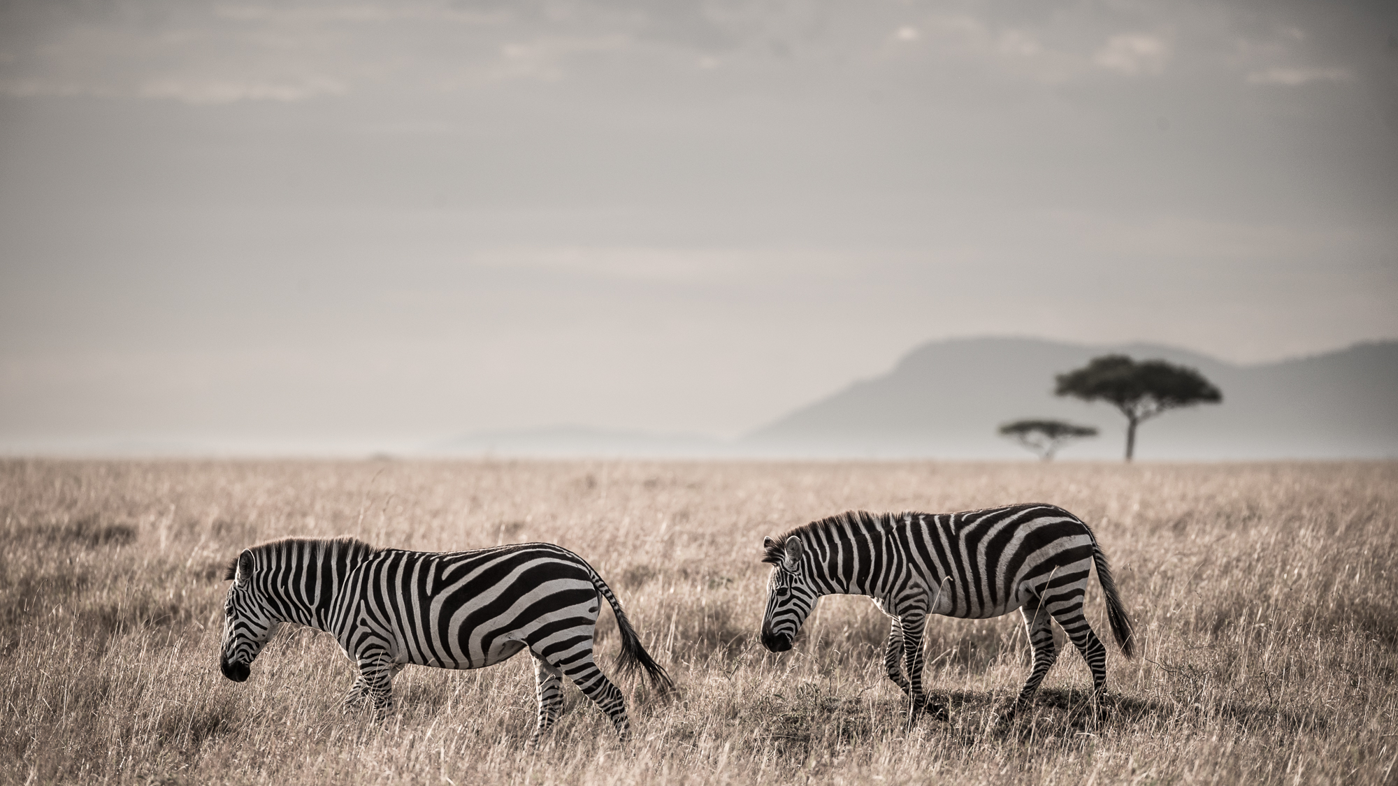 http://www.c4photosafaris.com/uploader/images/Masai_Mara_-_Kyle_de_Nobrega_(4_of_10)-2.jpg