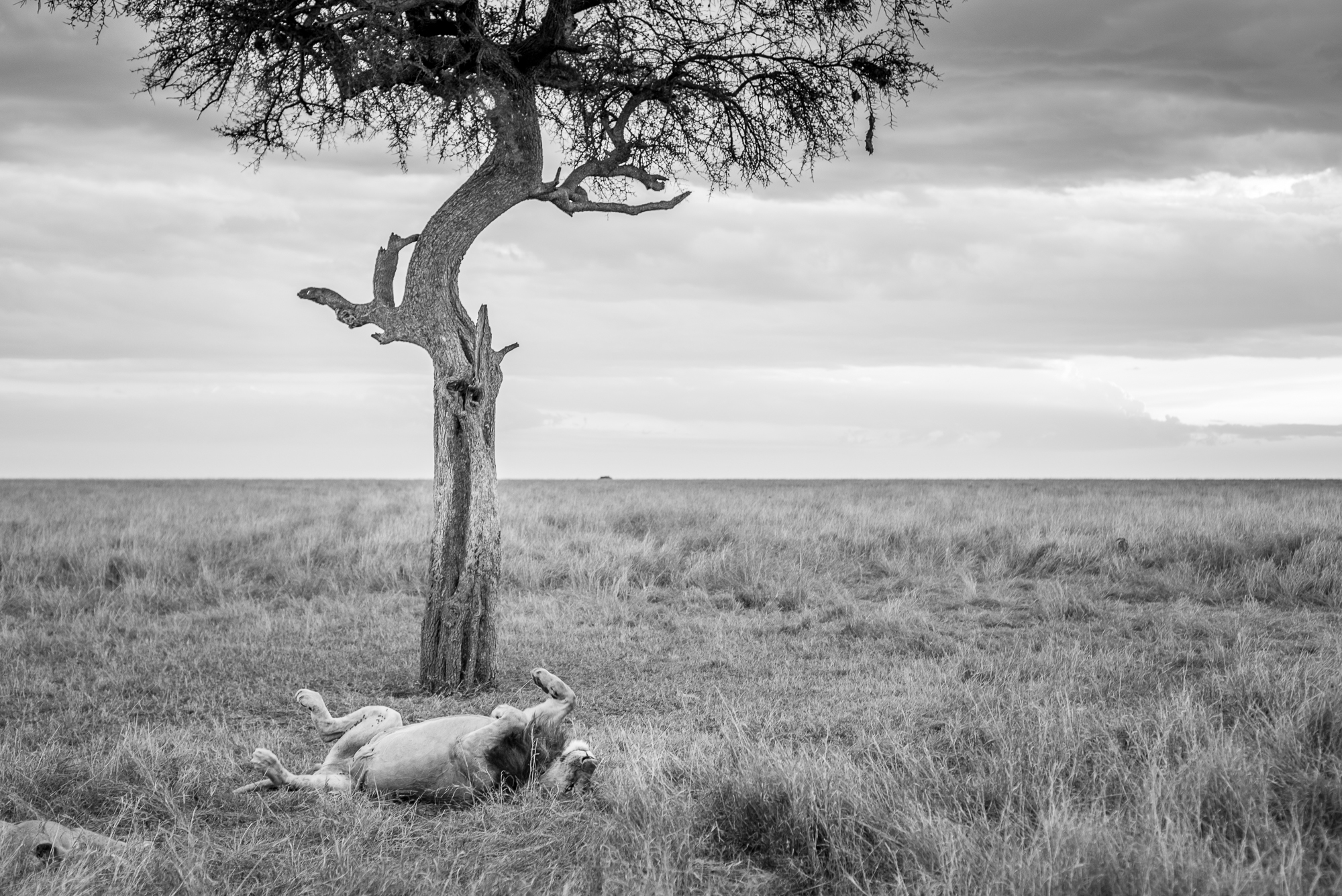 http://www.c4photosafaris.com/uploader/images/Masai_Mara_-_Kyle_de_Nobrega_(4_of_10).jpg