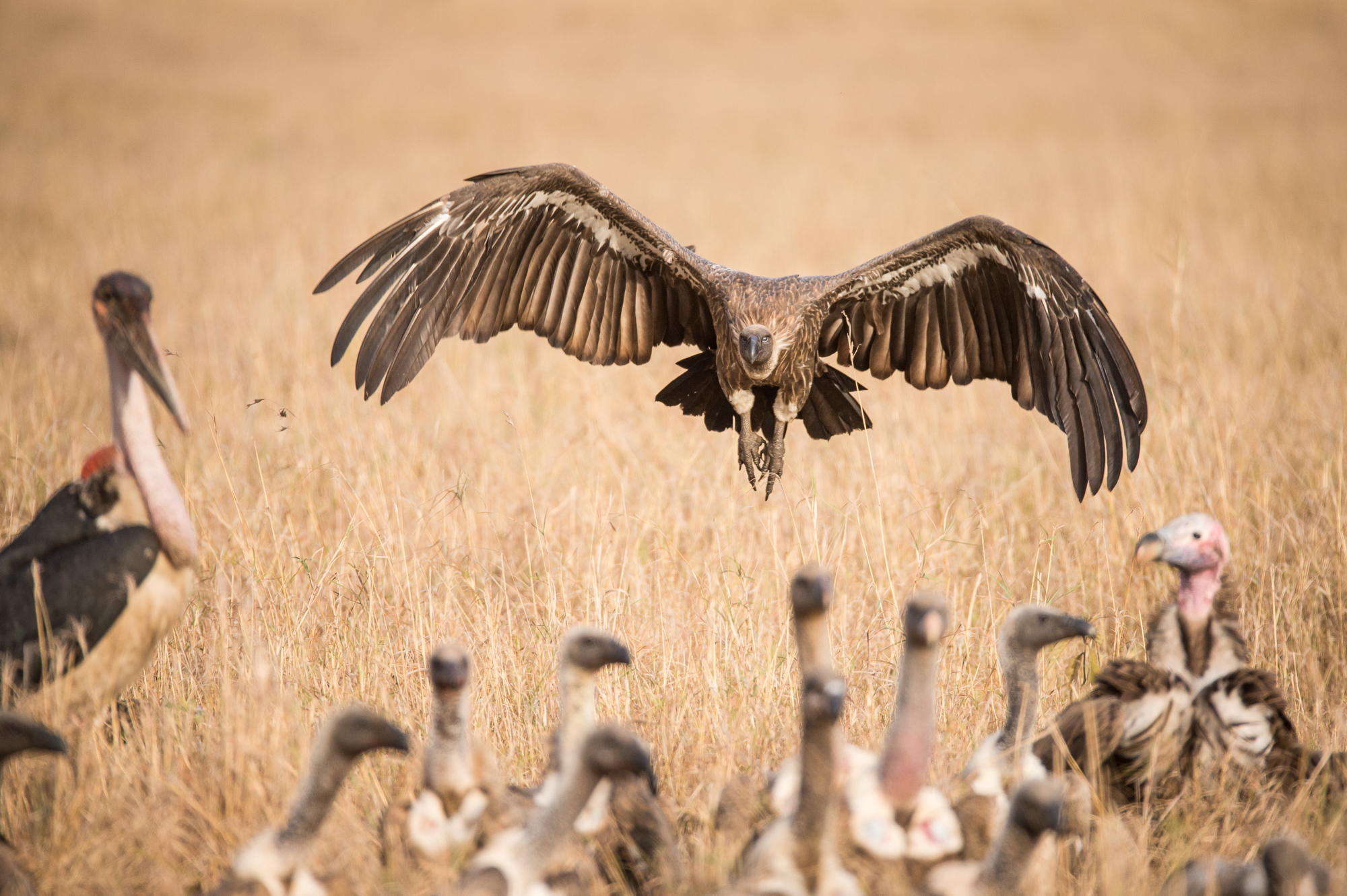 http://www.c4photosafaris.com/uploader/images/Masai_Mara_-_Kyle_de_Nobrega_(5_of_10)-2.jpg