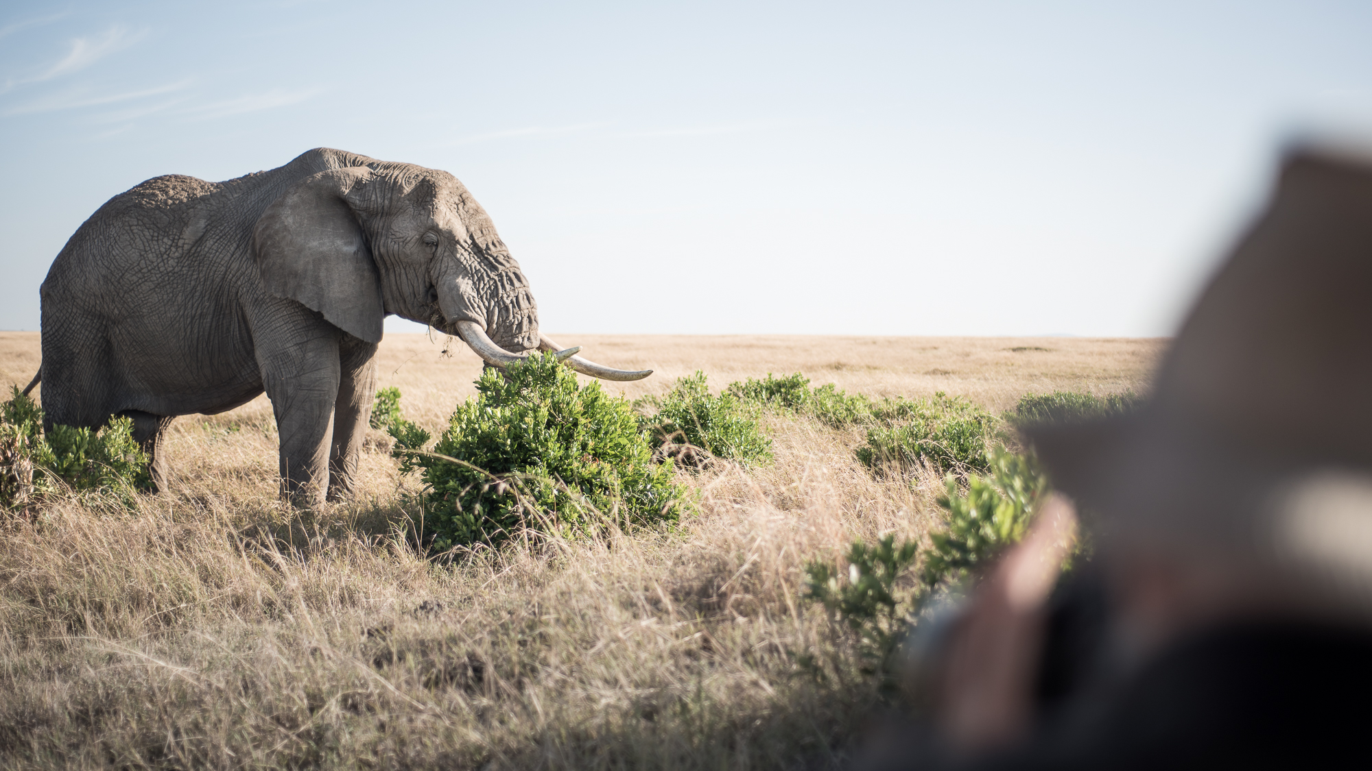 http://www.c4photosafaris.com/uploader/images/Masai_Mara_-_Kyle_de_Nobrega_(5_of_10).jpg