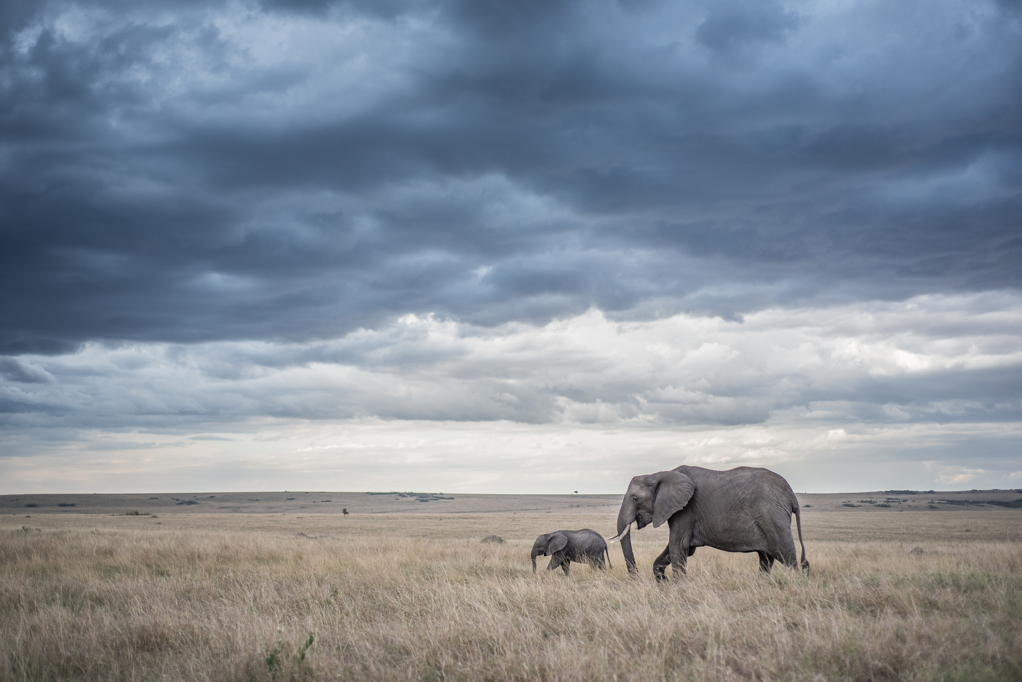 http://www.c4photosafaris.com/uploader/images/Masai_Mara_-_Kyle_de_Nobrega_(6_of_10)-2.jpg