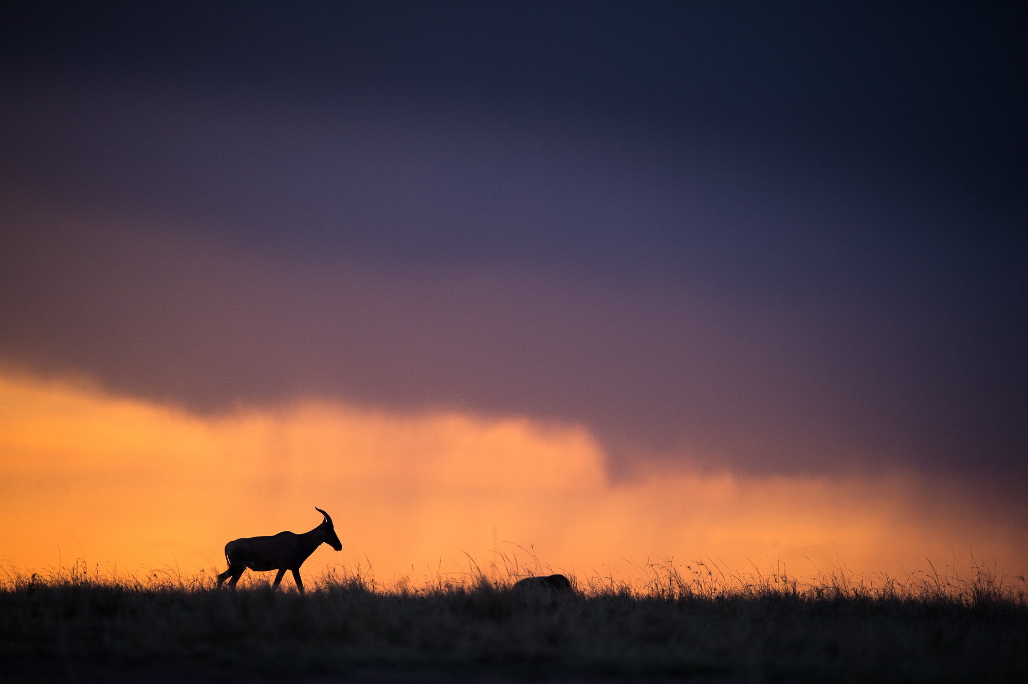 http://www.c4photosafaris.com/uploader/images/Masai_Mara_-_Kyle_de_Nobrega_(7_of_10)-2.jpg