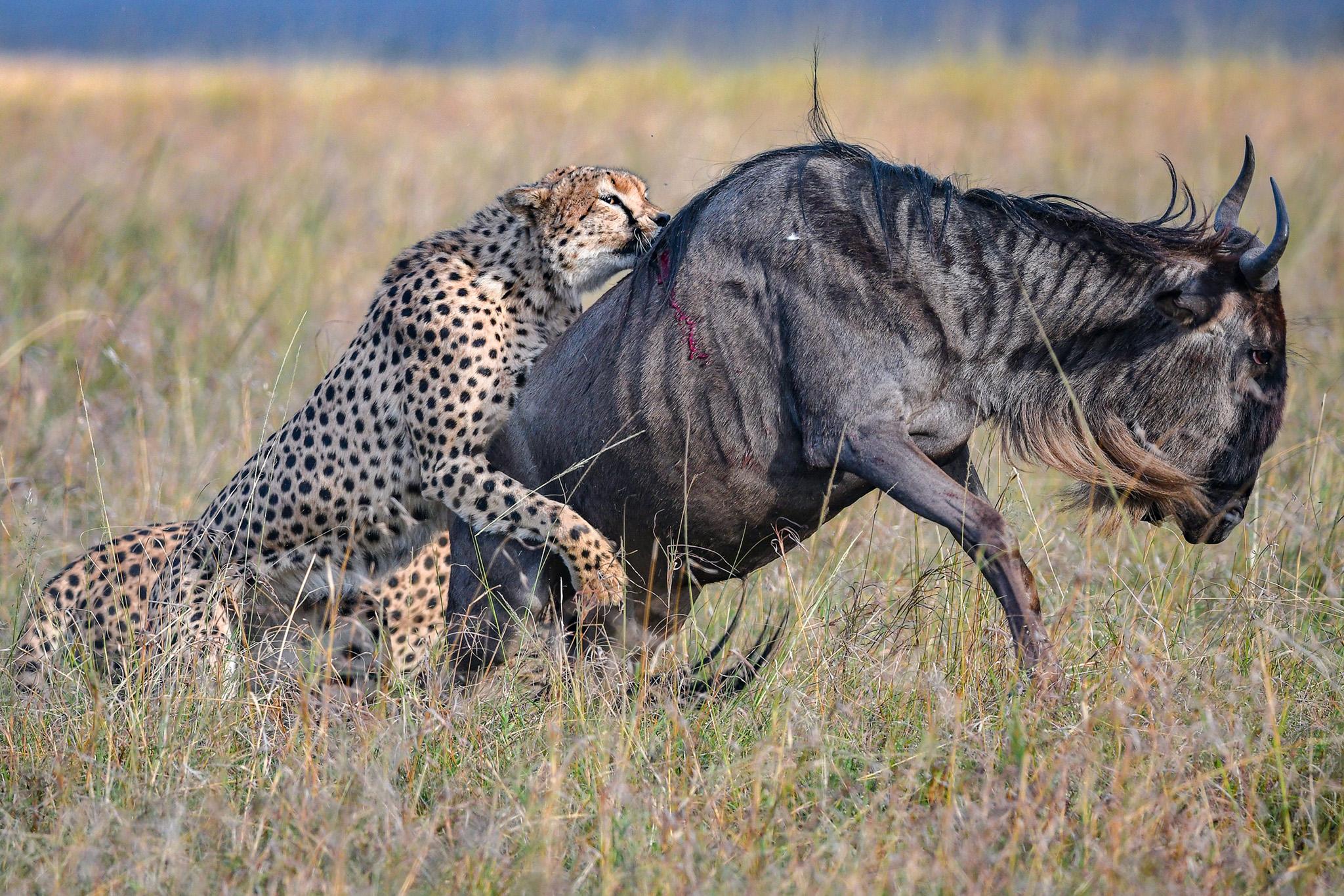 http://www.c4photosafaris.com/uploader/images/Masai_Mara_AndrewJKTan_002.jpg