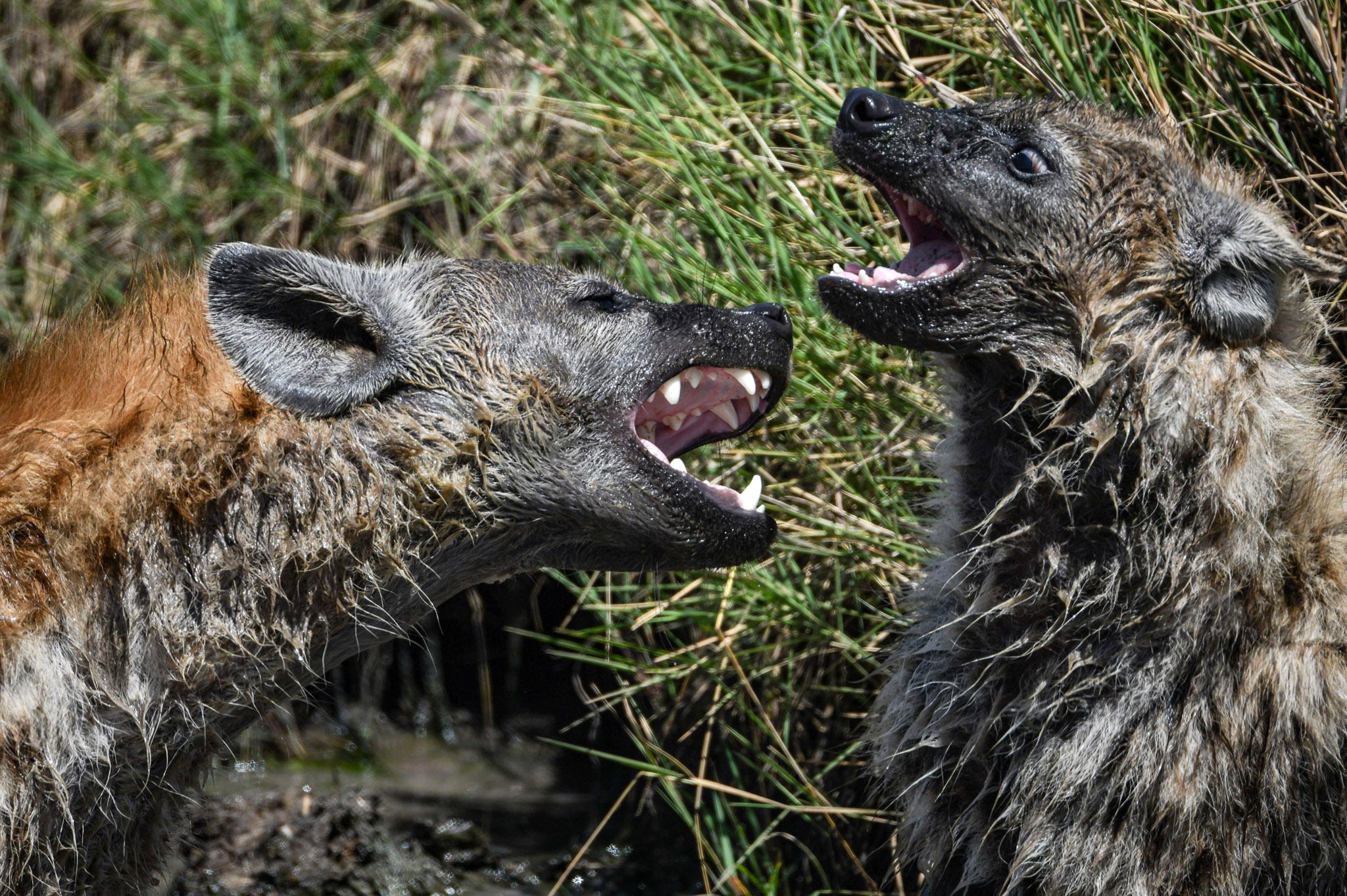 http://www.c4photosafaris.com/uploader/images/Masai_Mara_AndrewJKTan_003.jpg