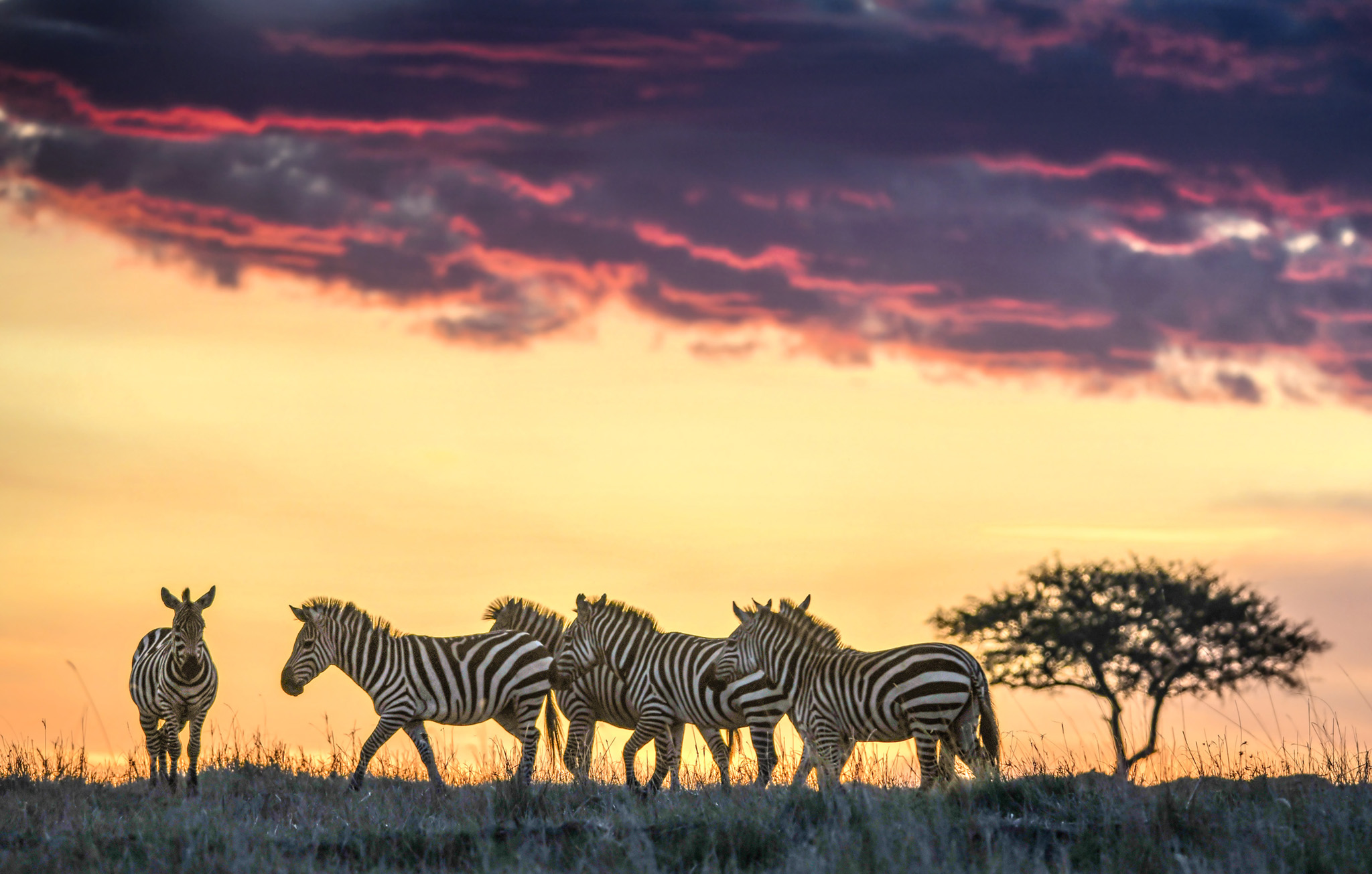 http://www.c4photosafaris.com/uploader/images/Masai_Mara_AndrewJKTan_004.jpg