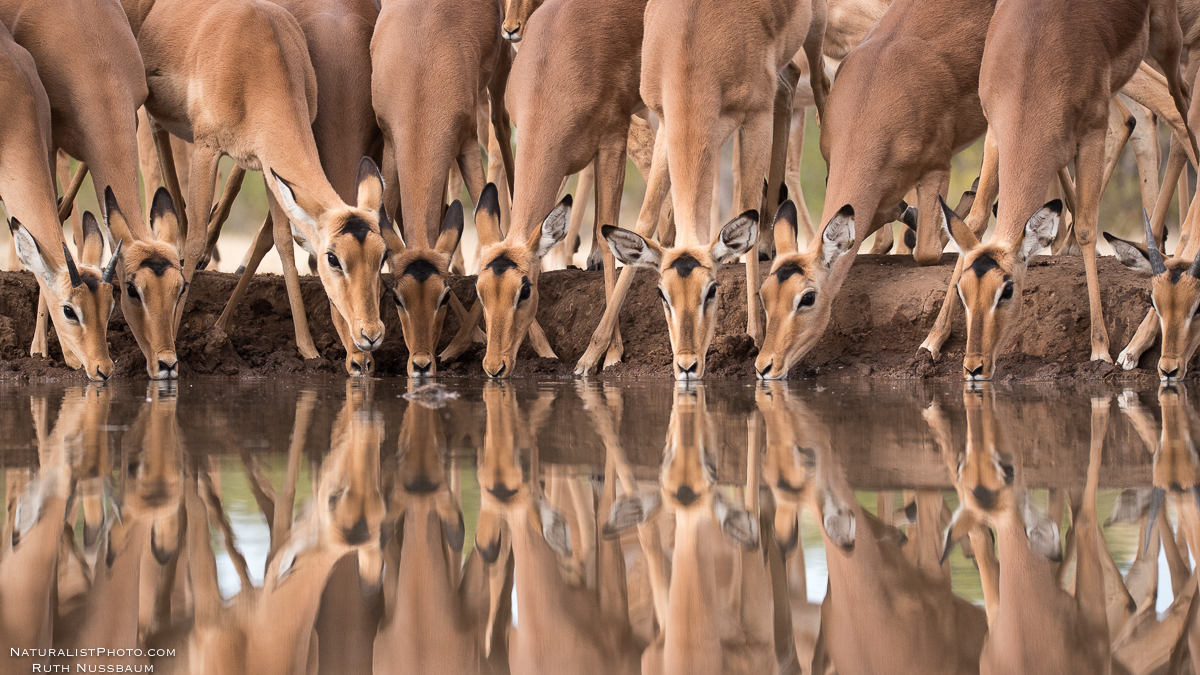 impalas huddle together in safety
