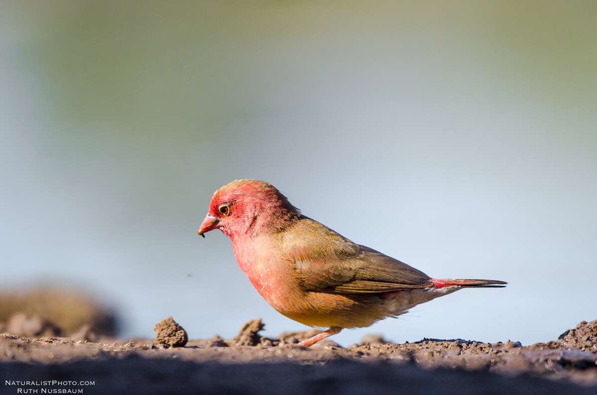 regular red-billed firefinch keeping to its routine 