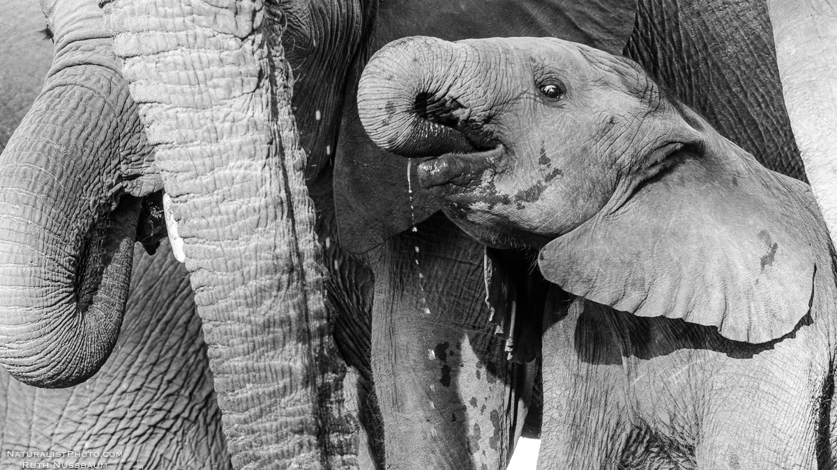 a young elephant keeping its eye on us