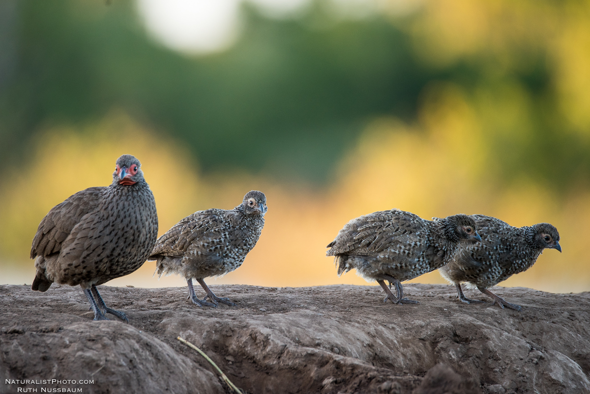 Mother Swainson Francolin and her chicks