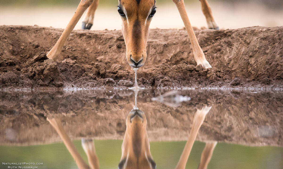 perfection in reflection 