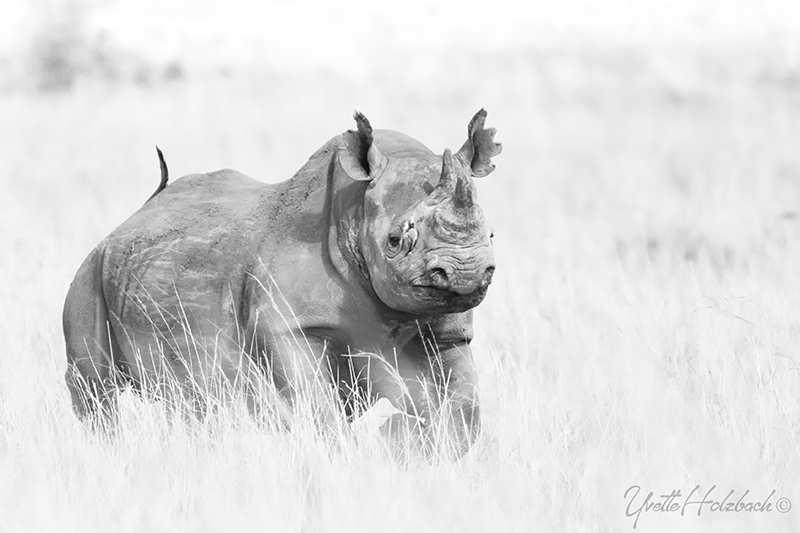 http://www.c4photosafaris.com/uploader/images/Rhino__watermark.jpg