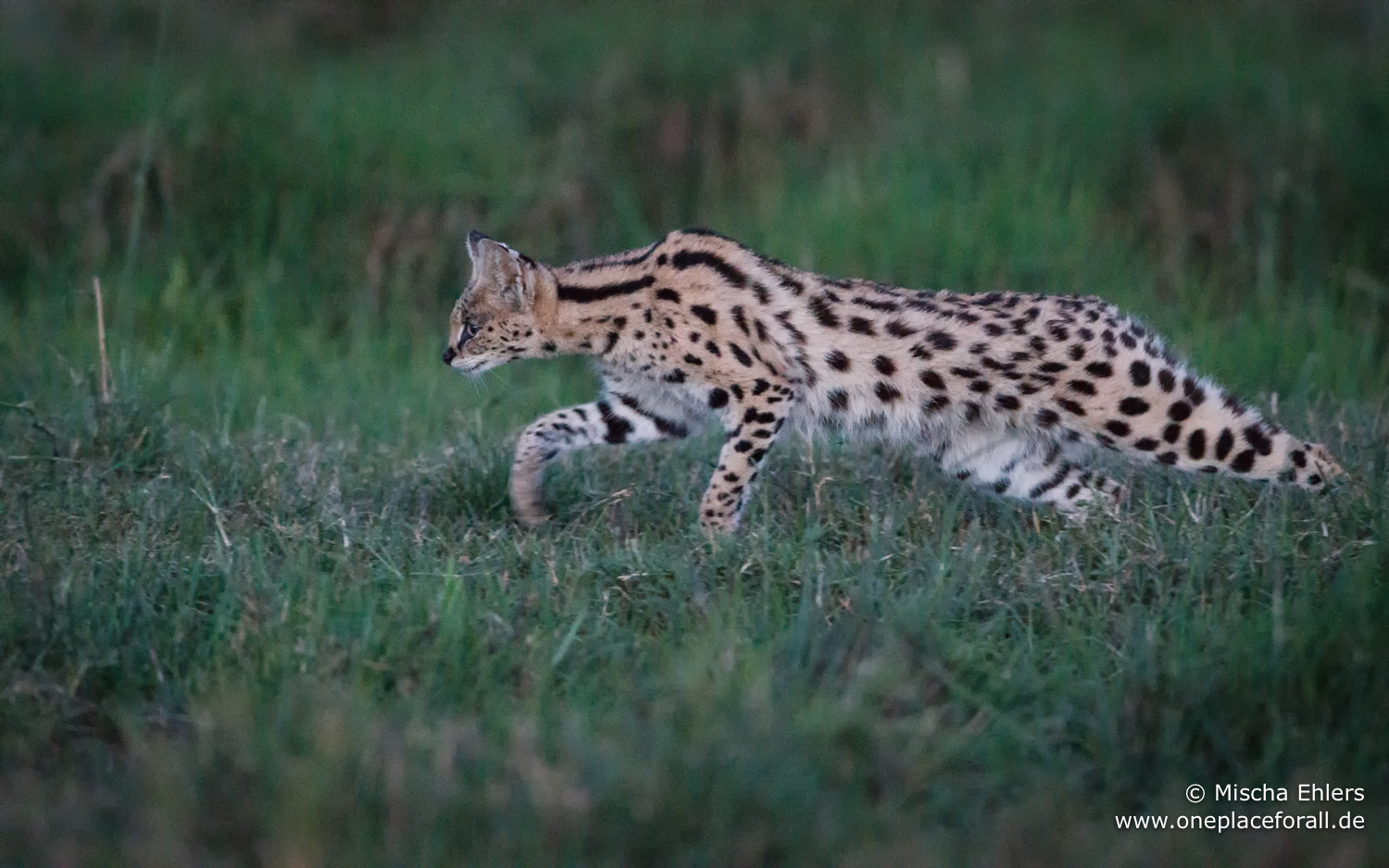 http://www.c4photosafaris.com/uploader/images/Serval.jpg