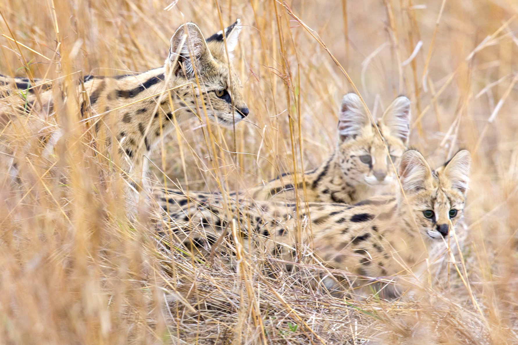 http://www.c4photosafaris.com/uploader/images/Serval_with_Kittens.jpg