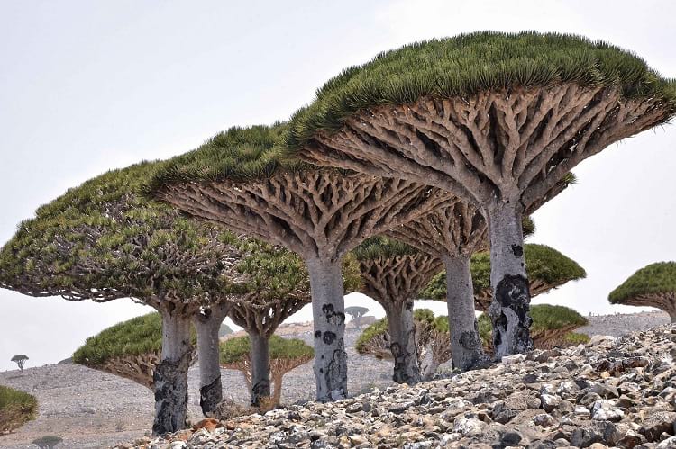 https://www.c4photosafaris.com/uploader/images/Socotra_Island_Yemen.jpg