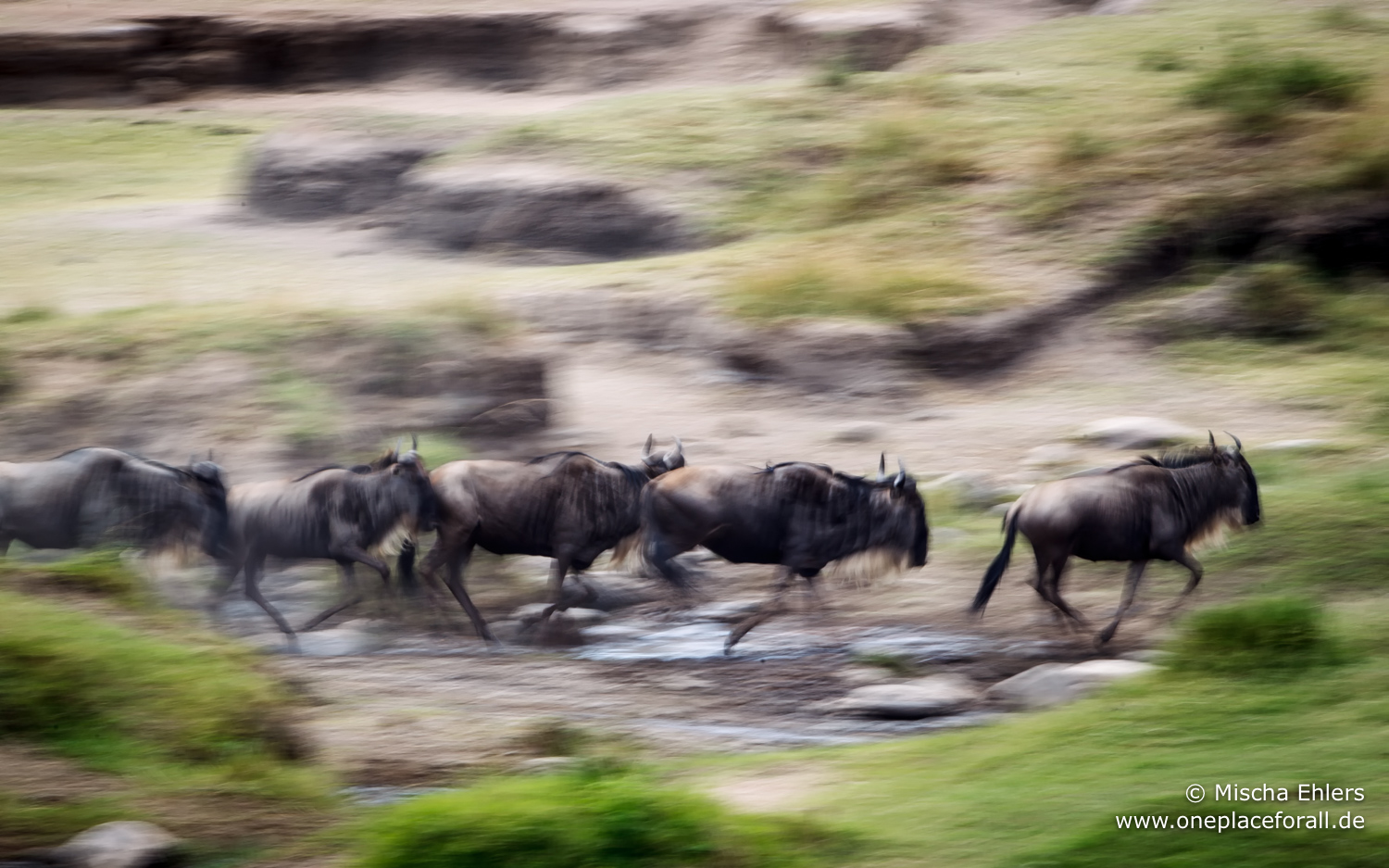 http://www.c4photosafaris.com/uploader/images/Wildebeest_Pan.jpg