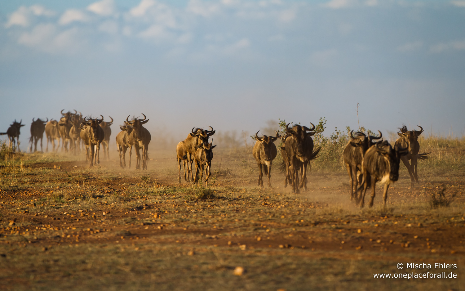 http://www.c4photosafaris.com/uploader/images/Wildebeest_running.jpg