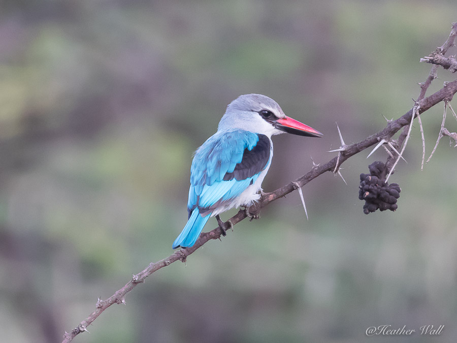 https://www.c4photosafaris.com/uploader/images/Woodland_Kingfisher.jpg