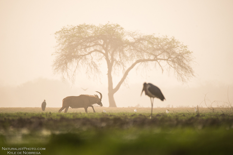 http://www.c4photosafaris.com/uploader/images/ZakoumaHide_(11).jpg