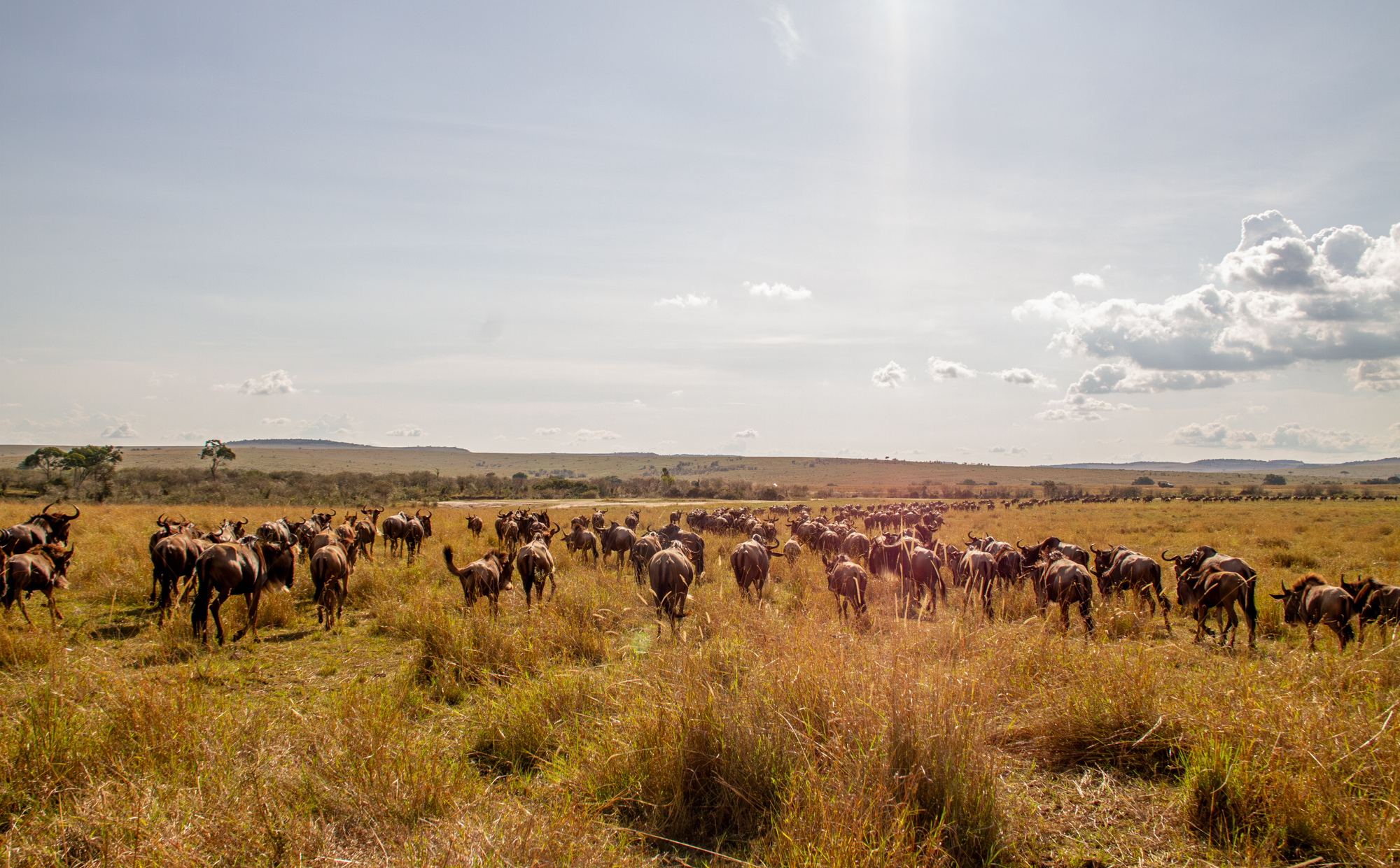 A Day of Photography in the Mara  