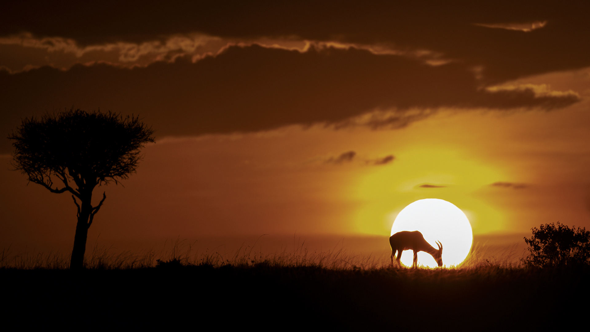 A Morning in The Mara