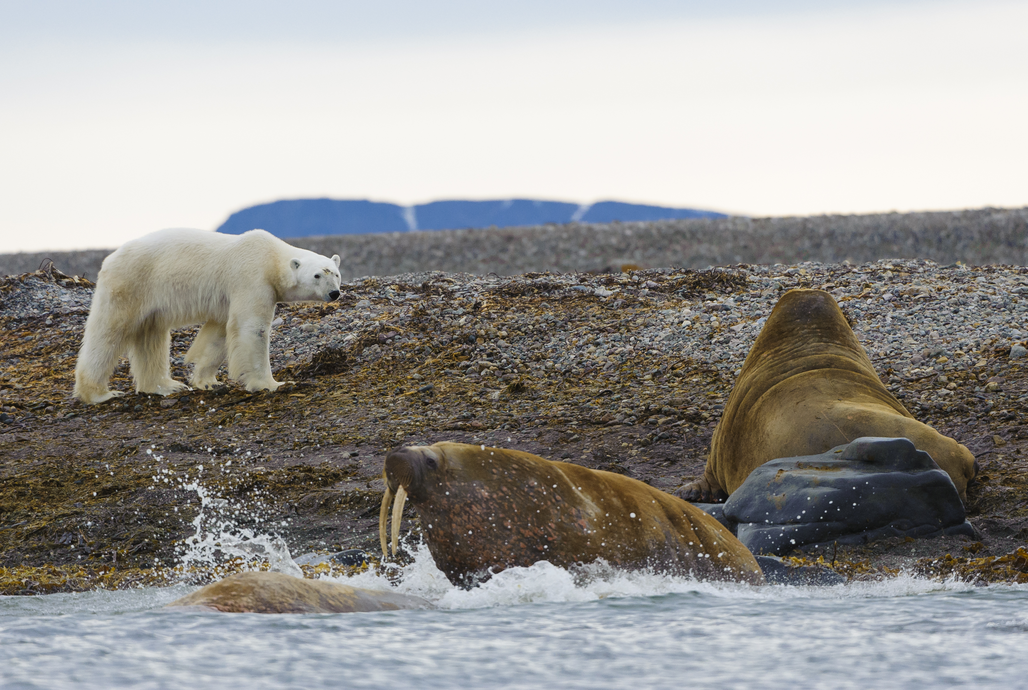 Walking With Wild Polar Bears: How A Dramatic, Arctic Safari Will