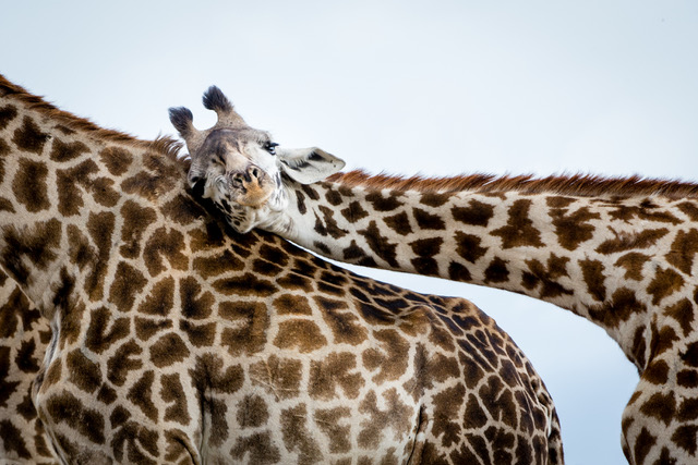 http://www.c4photosafaris.com/uploader/images/giraffe_affection-.jpeg