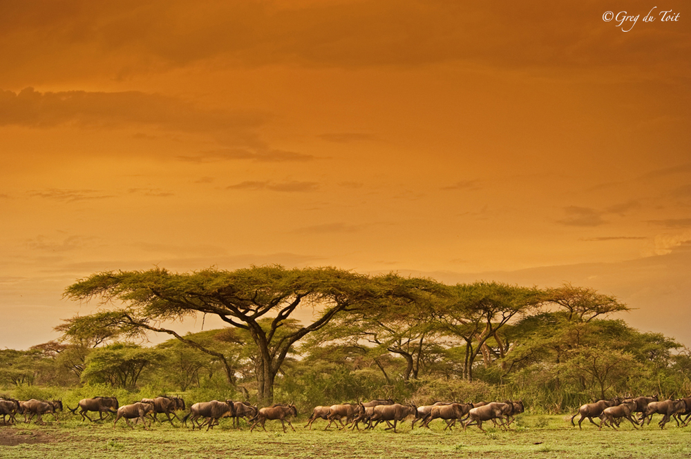 http://www.c4photosafaris.com/uploader/images/gregdutoit_migrationsunset_africanwildlife.jpg