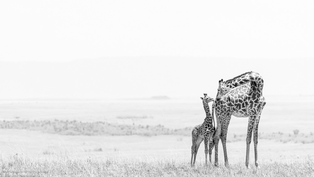 http://www.c4photosafaris.com/uploader/images/mara_top_10-8.jpeg