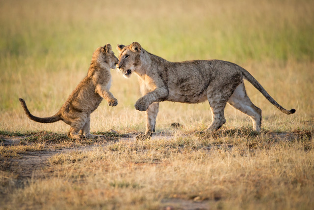 http://www.c4photosafaris.com/uploader/images/young_lions_at_play-.jpeg